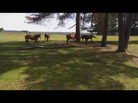 Horses @ The New Forest (Holiday. June 2022)