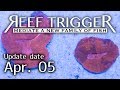 オーストラリア産ハナガタサンゴ レッド S/SSサイズ[LPS0405-1/2]REEF-TRIGGER