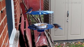 BlueBird Feeder 11.24.20