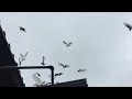 #Pigeons.Когда и как можно включить свет в голубятни.