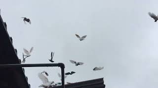 #Pigeons.Когда и как можно включить свет в голубятни.