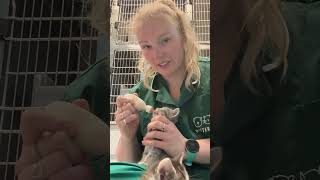 Keeping up with kittens | Ep 6