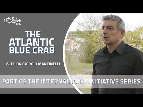 The Atlantic Blue Crab