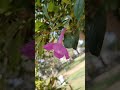 Lavender Trumpet #shortsfeed #shorts Clytostoma #flowers