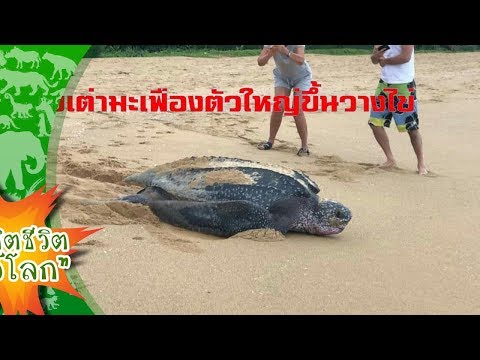 กลับมาอีกครั้ง!! เต่ามะเฟืองตัวใหญ่ขึ้นวางไข่ริมชายหาดพังงา