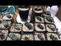 【多肉植物】Haworthia LIVE! 多肉植物　ハオルチア succulents ビザールプランツ