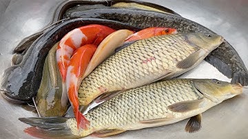 Kem Chanel bắt cá trốn dưới quả bóng được cá chép, cá vàng, cá trê, con ếch, con vịt thả vào bể bơi