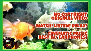 NATURE BACKGROUND VIDEO | RELAXING AQUARIUM VIDEO | SAMSUNG GALAXY S4 | FREE STOCK FOOTAGE | VAMH screenshot 2
