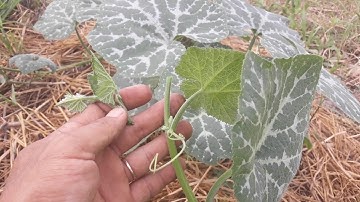 hướng dẫn ngắt đọt bí hồ lô đúng chuẩn giúp ra chèo tốt