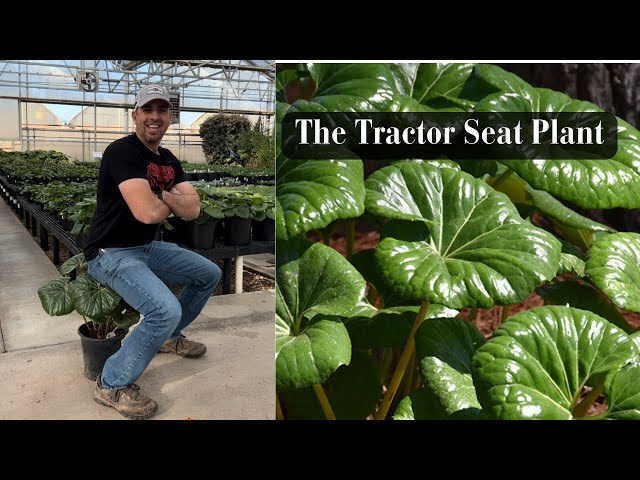 seeds for tropical plants Carnivorous Plant Mix Seeds