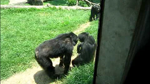 NC Zoo 06.2011 Chimpanzees