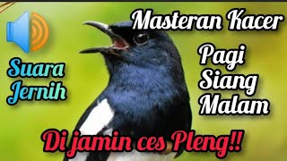 Masteran kacer suara jernih || cocok untuk pancingan pagi siang malam.di jamin ces Pleng!!