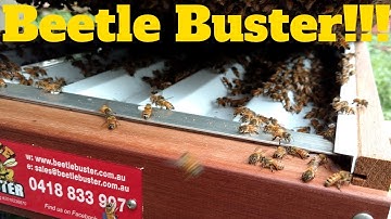Beetle Buster in action!