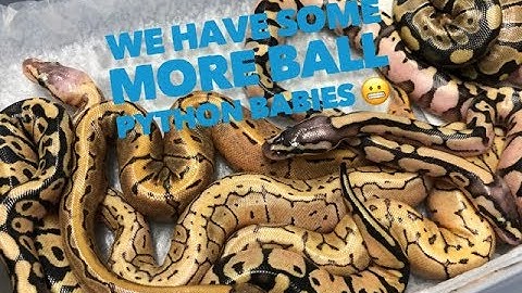 Ball Pythons..egg cutting and clean up video