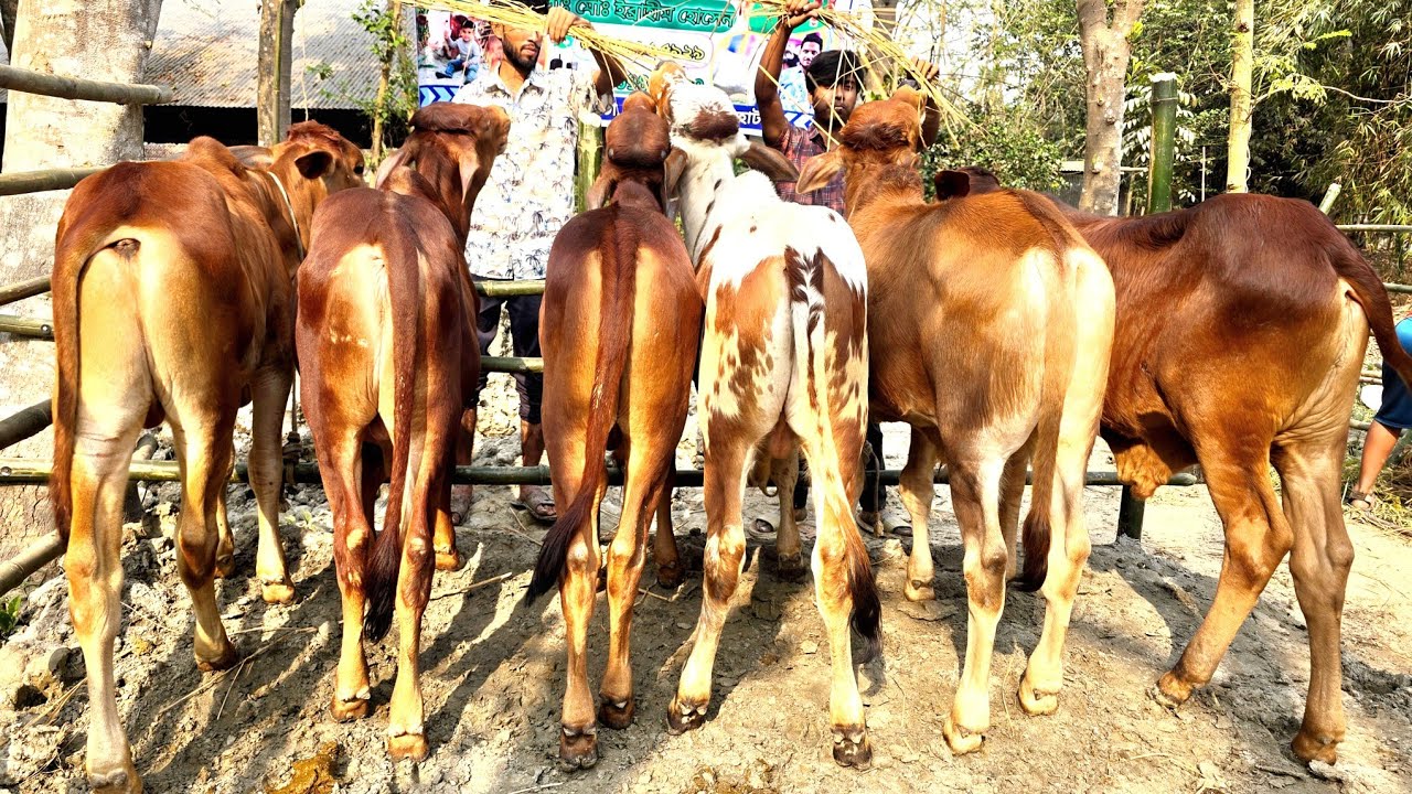 4/3/26/বর্ডার এলাকা থেকে একেবারে সত্যি বলছি ভাই শুধু মাত্র প্রচারের উদ্দেশ্যেই গরু কিনলেই লাভ না ‌‌