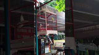 Master Kenari isian juara nasional #NAO NAO#