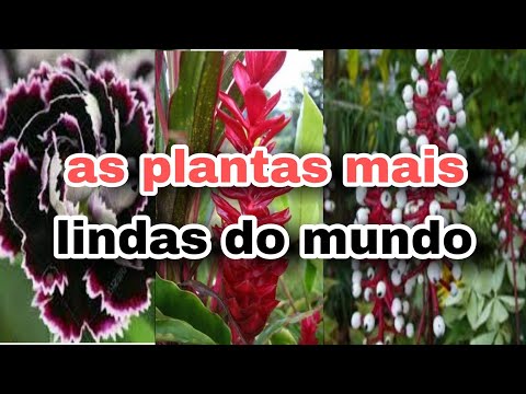 As 20 plantas