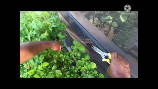 Mid June Tour and Harvest of the Backyard Grocery Store - June 19, 2022