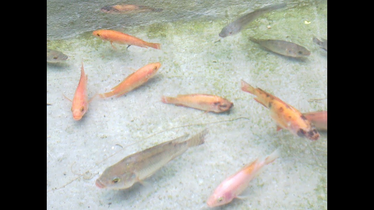 Ikan Mujair, Tilapia Fish - YouTube
