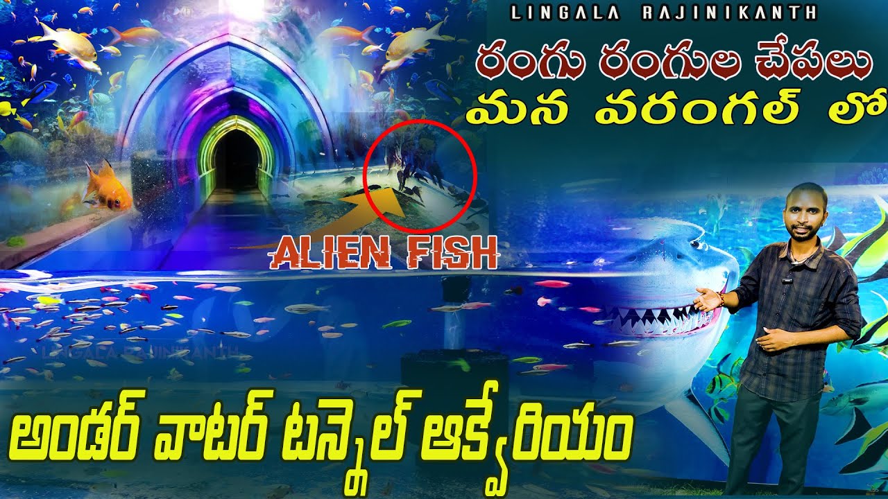 Under Water Tunnel 2023 Fish Aquarium Exhibition Warangal Aquarium