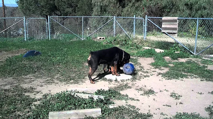 Bella and Gunner playing with Jolly ball