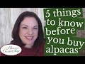 5 Things to Know Before You Buy Alpacas
