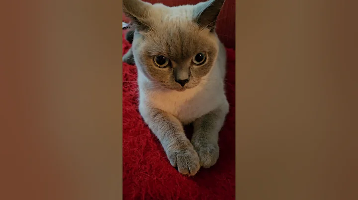 Watch the video about Meow. British shorthair colorpoint.