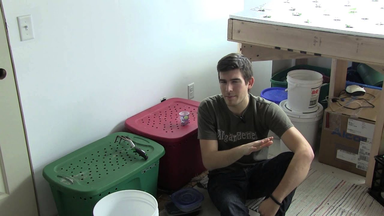 How to Divide A Worm Bin Get More Worms For FREE YouTube