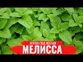 Аптека под ногами. Мелисса