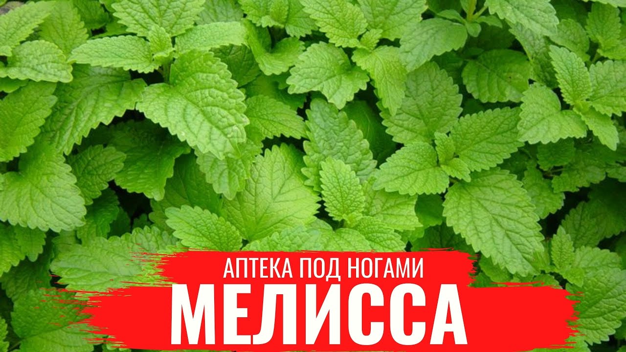 Мелисса Аптека Новосибирск Сайт