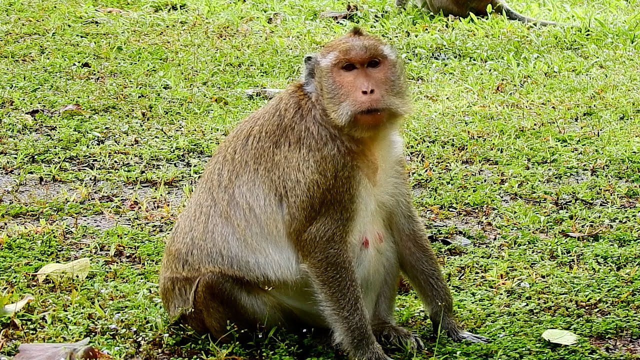 Queen Maria will be adding a new member to the Amari Troop soon!