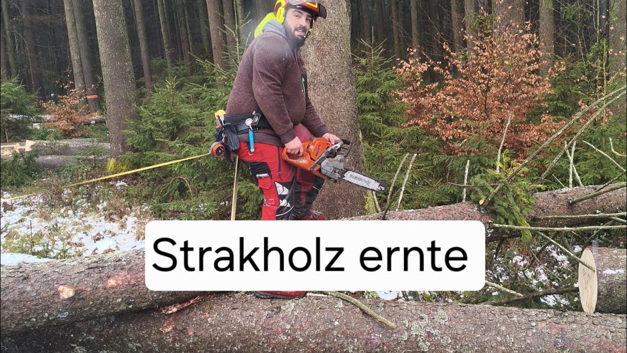 Fichten Starkholz ernte mit Husqvarna 560 XPG und Forstreich TR 27 HD mit makita schlagschrauber 
