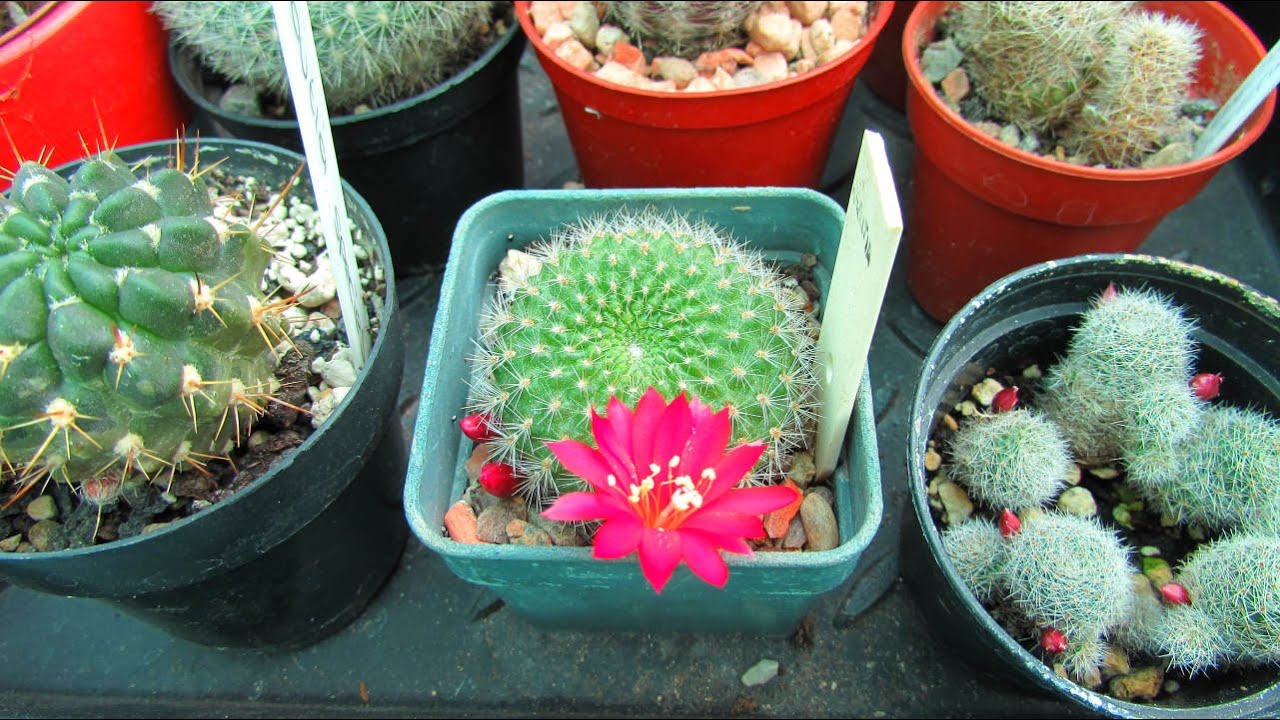 rebutia narvaecensis Rebutia Carnival