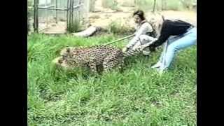 cheetah mating short
