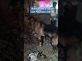 Haleem bakra mandi|Last few hours left| of these beautiful moments #kurbani2025 #andulgoat #shorts