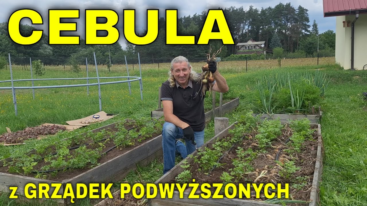 Zbiór MARCHEWKI z grządek PODWYŻSZONYCH. Wyrywam, zbieram MARCHEW ze skrzynek, zagonów podniesionych