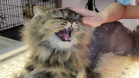 Mad Cat | Worst Case of Matting I've Ever Seen!