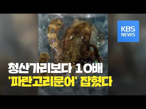 <strong>서생면</strong> 갯바위에서 맹독성 ‘파란고리문어’ 잡혀 / KBS뉴스(News)