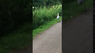 Bird fly s off with snake YouTube