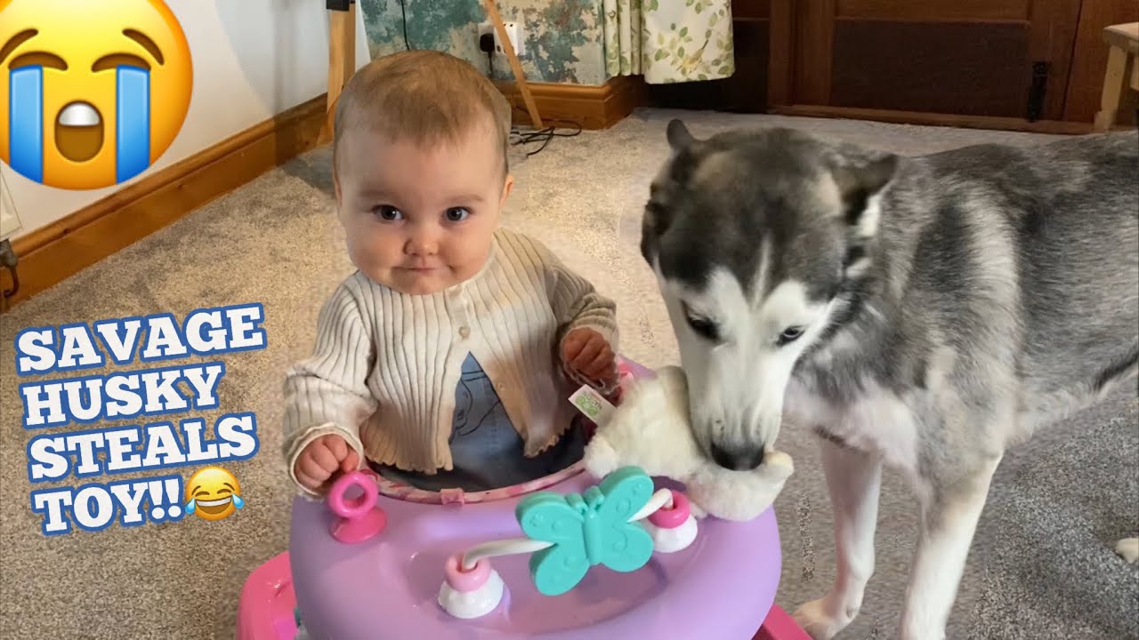Hilarious Husky STEALS Babies FAVOURITE Toy & Makes Her Giggle!!😭. [CUTEST VIDEO EVER!!!]
