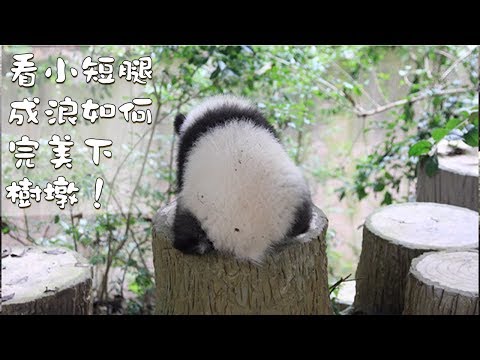 《熊貓早晚安》看小短腿成浪如何完美下樹墩！ | iPanda熊貓頻道
