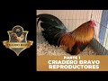 Criadero Bravo (Parte 1) kikirikis reproductores