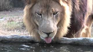 Lion Drinking Water Slow-Motion...