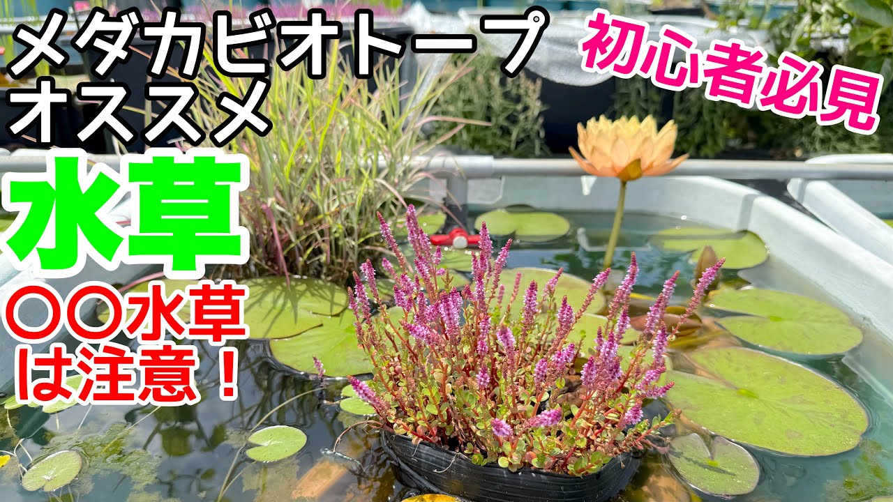 メダカビオトープにオススメの水草！○○水草はダメ！オススメしません！メダカ睡蓮ビオトープ