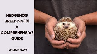 Mastering the Science of Hedgehog Breeding: Expert Tips and Tricks | The Art of Hedgehog Breeding