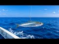 活きイワシの泳がせ釣り