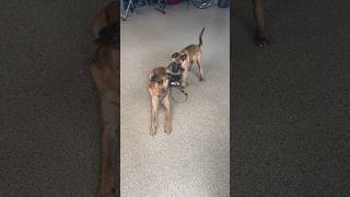 Adorable Malinois puppy meets adult shepherd & Malinois #puppytraining #belgianmalinois #trending