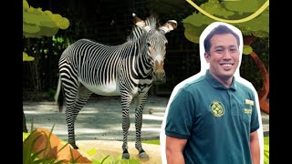 Ask A Keeper: Answer Time l Grevy's zebra