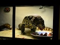 Tegu feeding