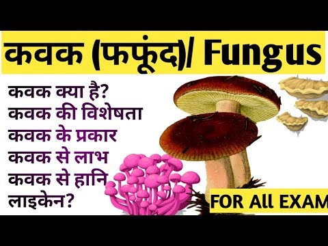 वीडियो: मोल्ड कवक क्या है?